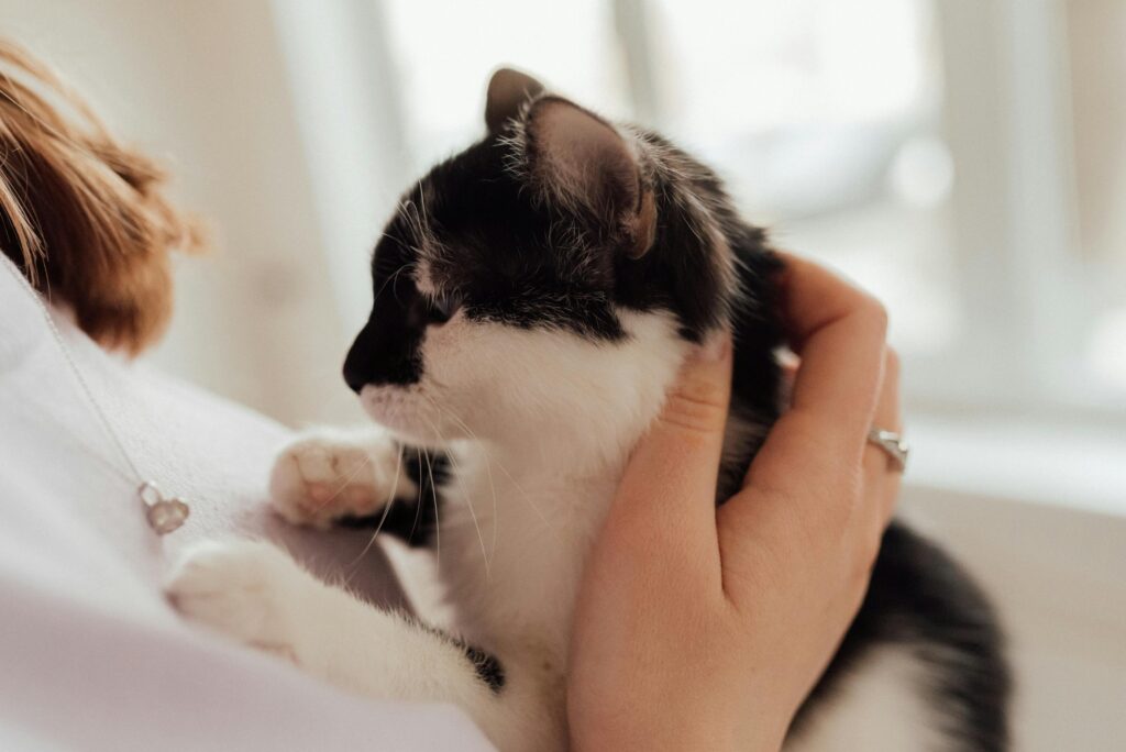 Person with cat