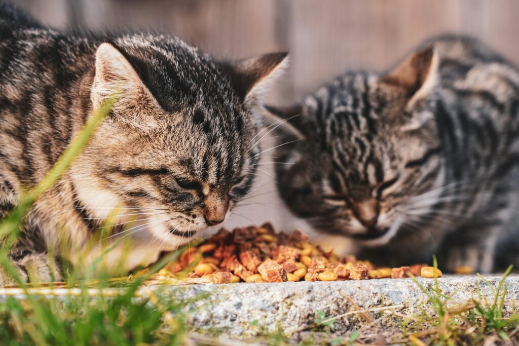 Alimentación para gatos