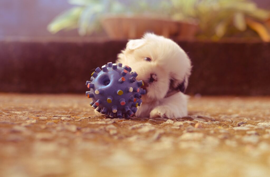 Juguetes para perros