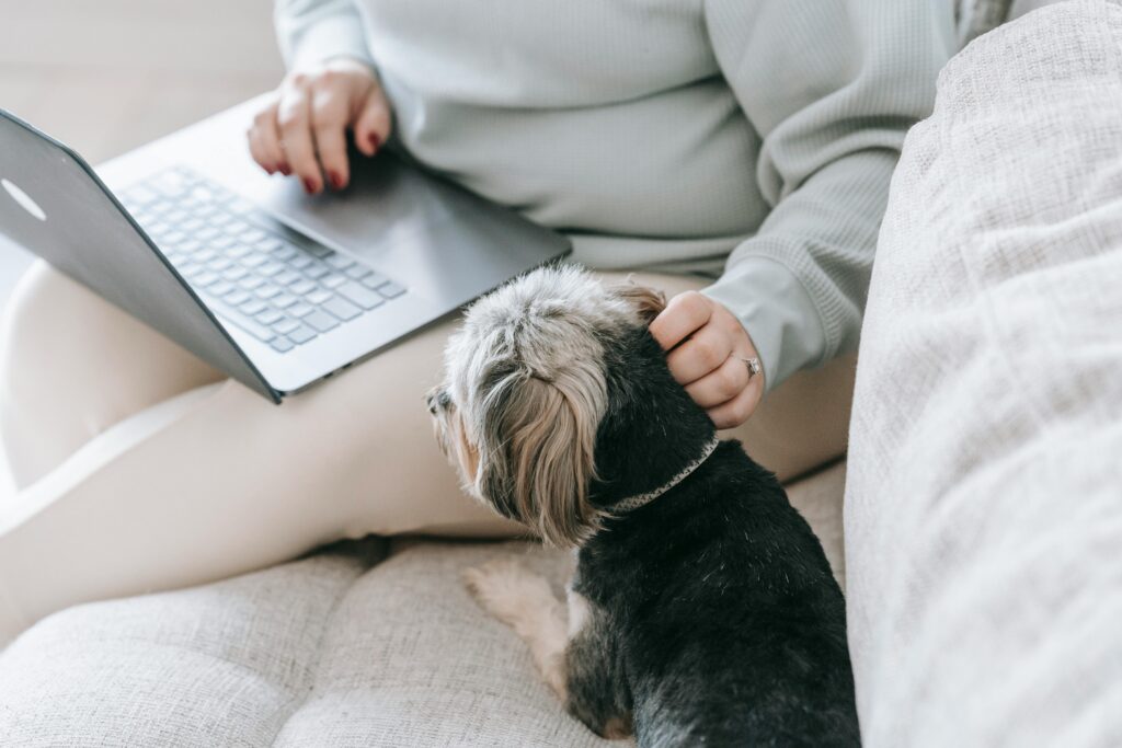 Gadgets para mascotas