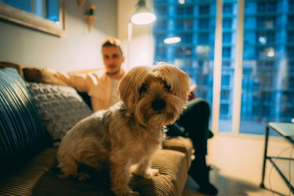 Razas de perros para vivir en apartamentos