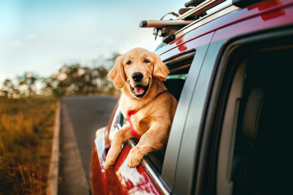 Viajando con mascota