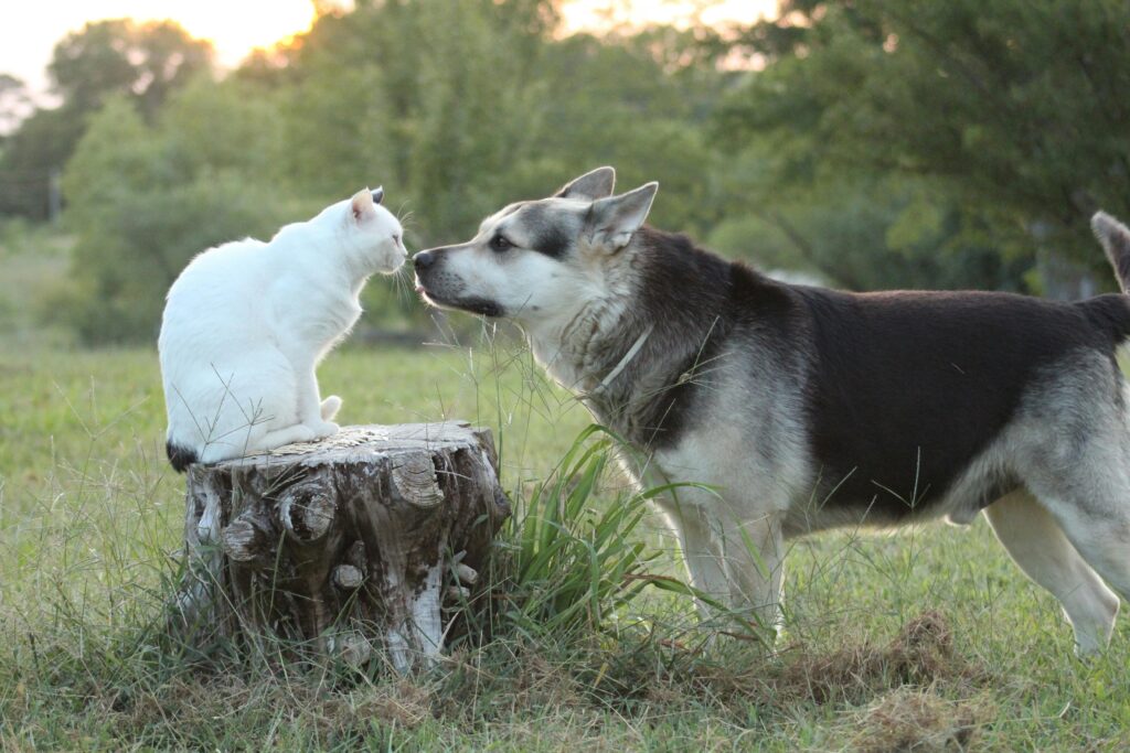 Perro y Gato enfermo