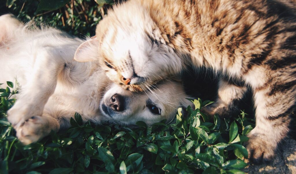 Dog and cat friends